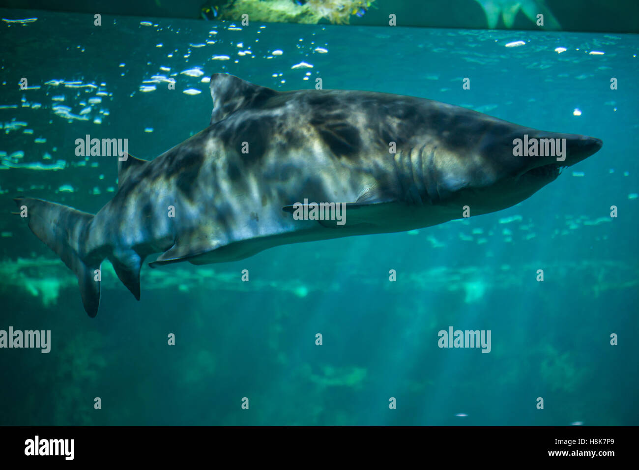 Sand tiger shark (Carcharias taurus), also known as the grey nurse shark in La Rochelle Aquarium in La Rochelle, France. Stock Photo
