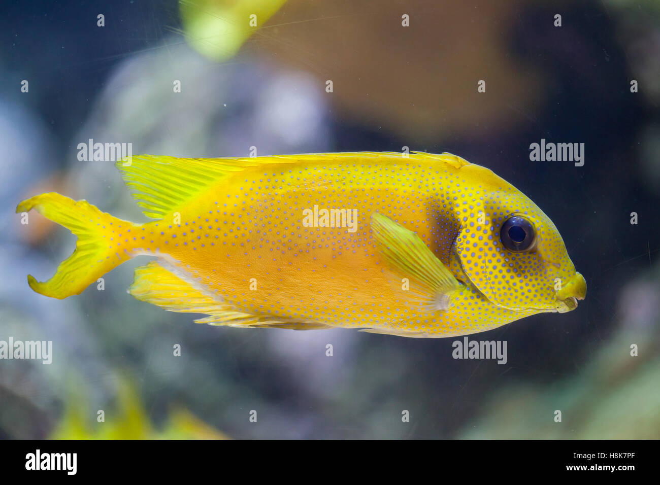 Blue-spotted spinefoot (Siganus corallinus), also known as the coral rabbitfish. Stock Photo