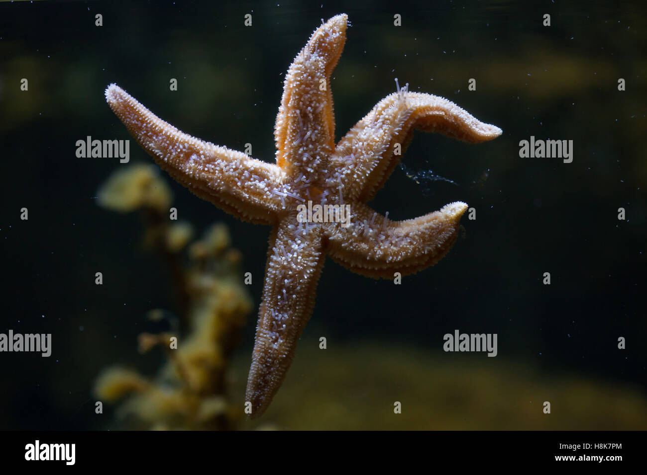 Common starfish (Asterias rubens), also known as the common sea star. Stock Photo
