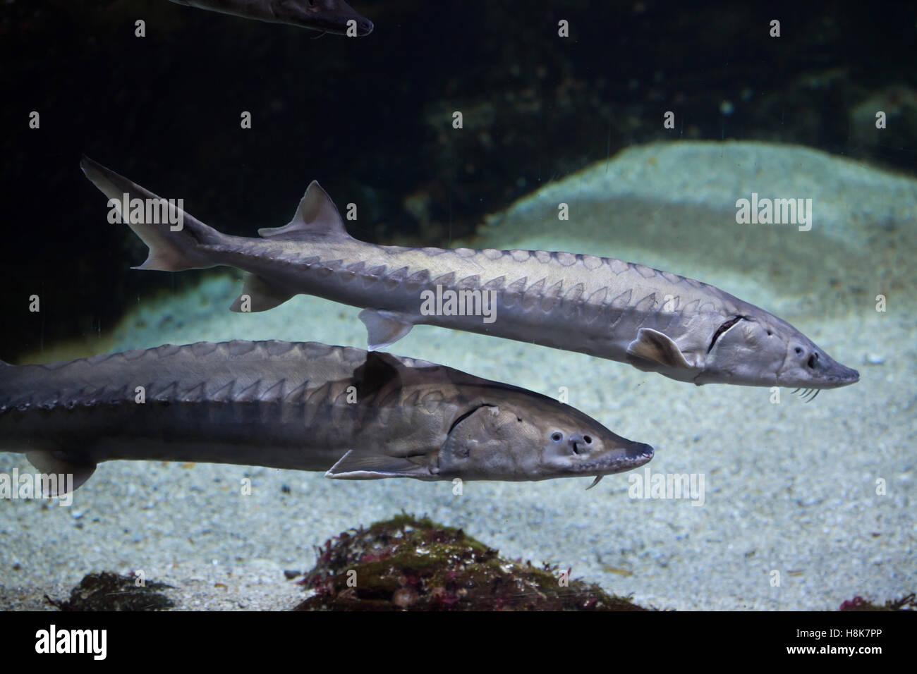 Common atlantic sturgeon hi-res stock photography and images - Alamy