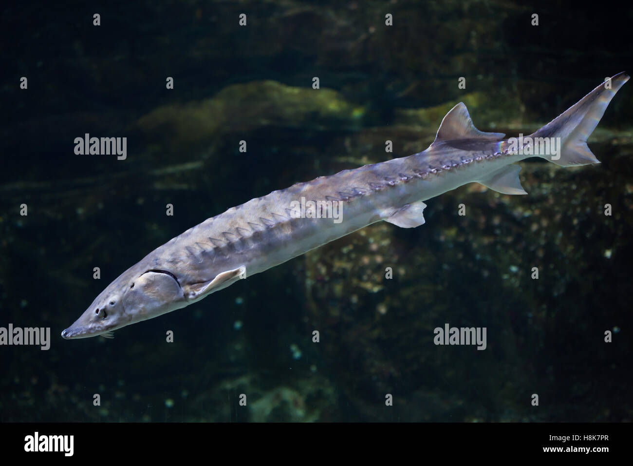 European sea sturgeon (Acipenser sturio), also known as the Atlantic sturgeon. Stock Photo