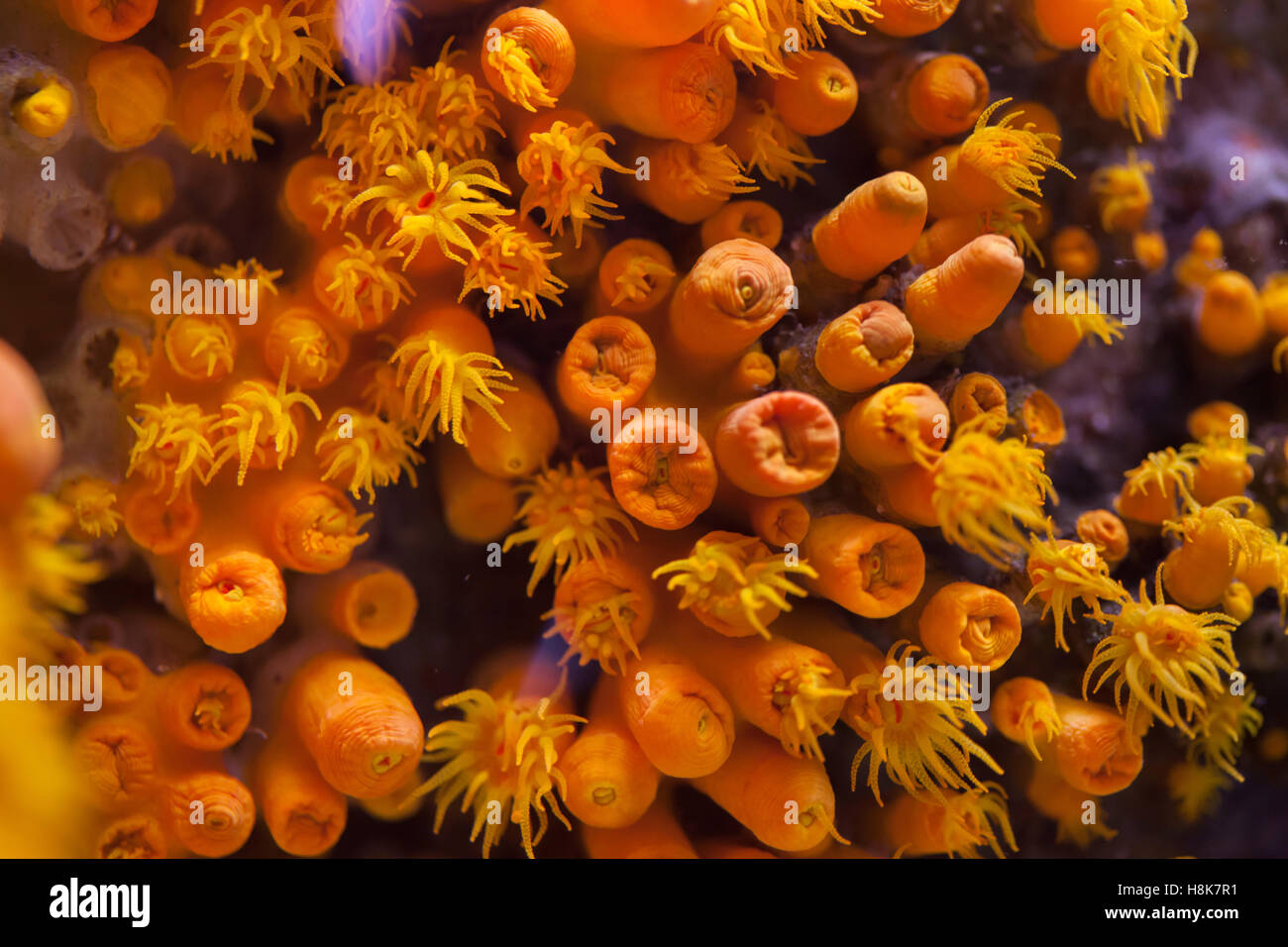 Tubastraea tagusensis hires stock photography and images Alamy