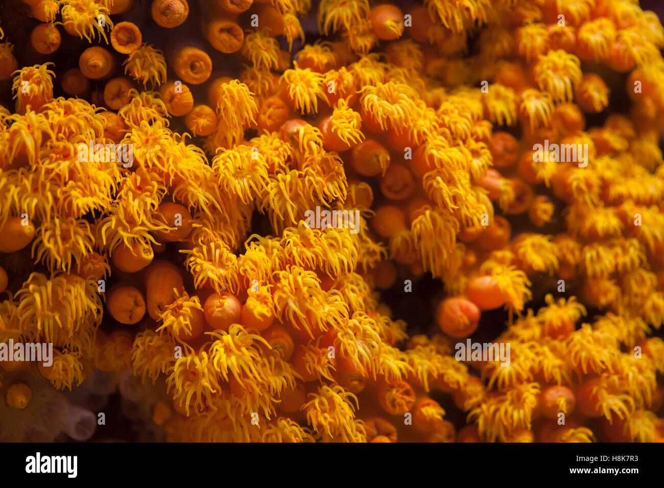 Tubastraea tagusensis hires stock photography and images Alamy