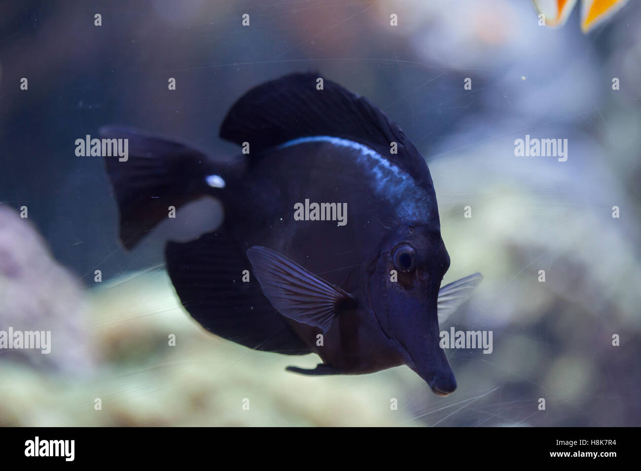 Black longnose tang (Zebrasoma rostratum), also known as the longnose