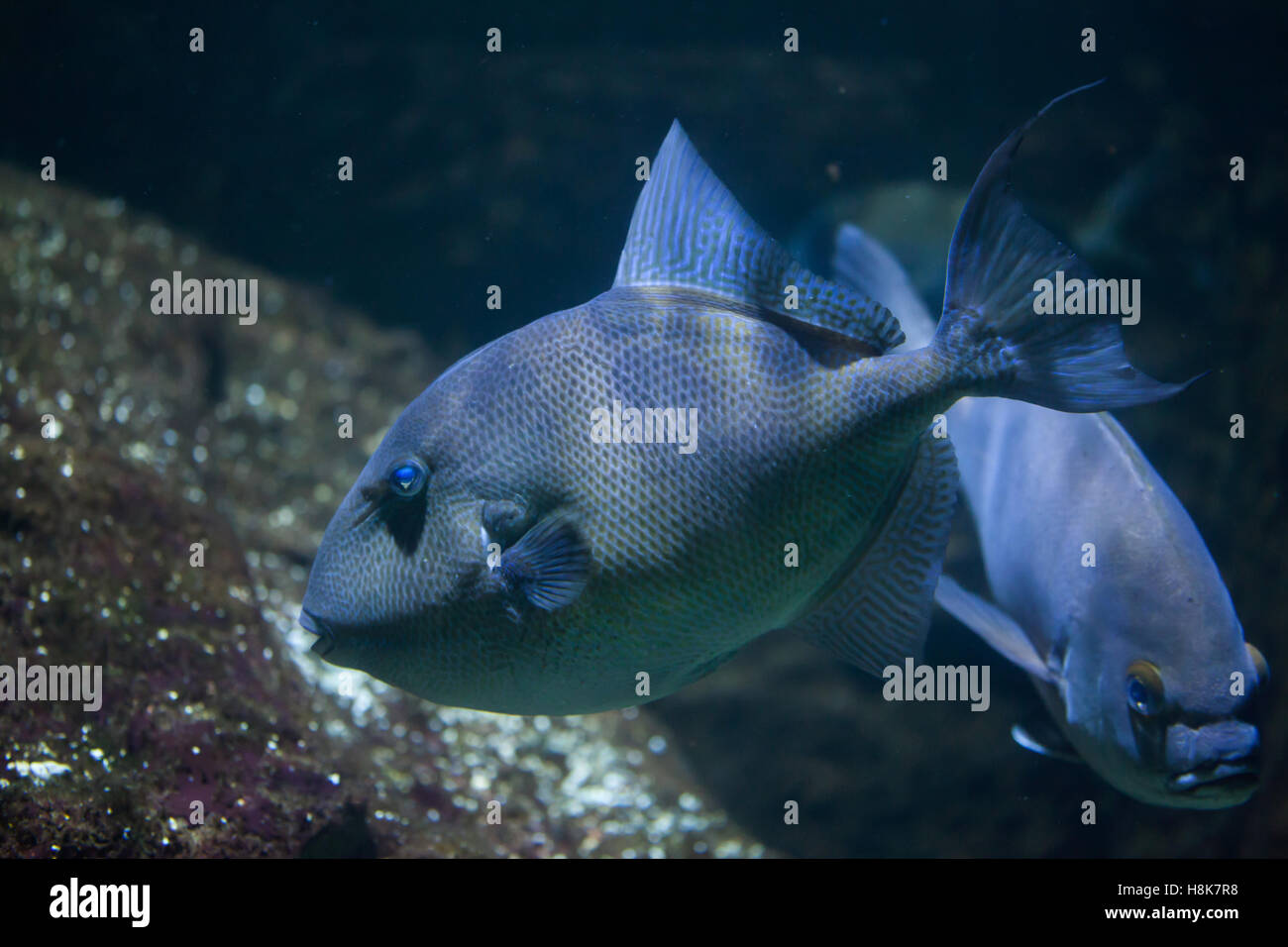 Grey triggerfish (Balistes capriscus). Marine fish. Stock Photo