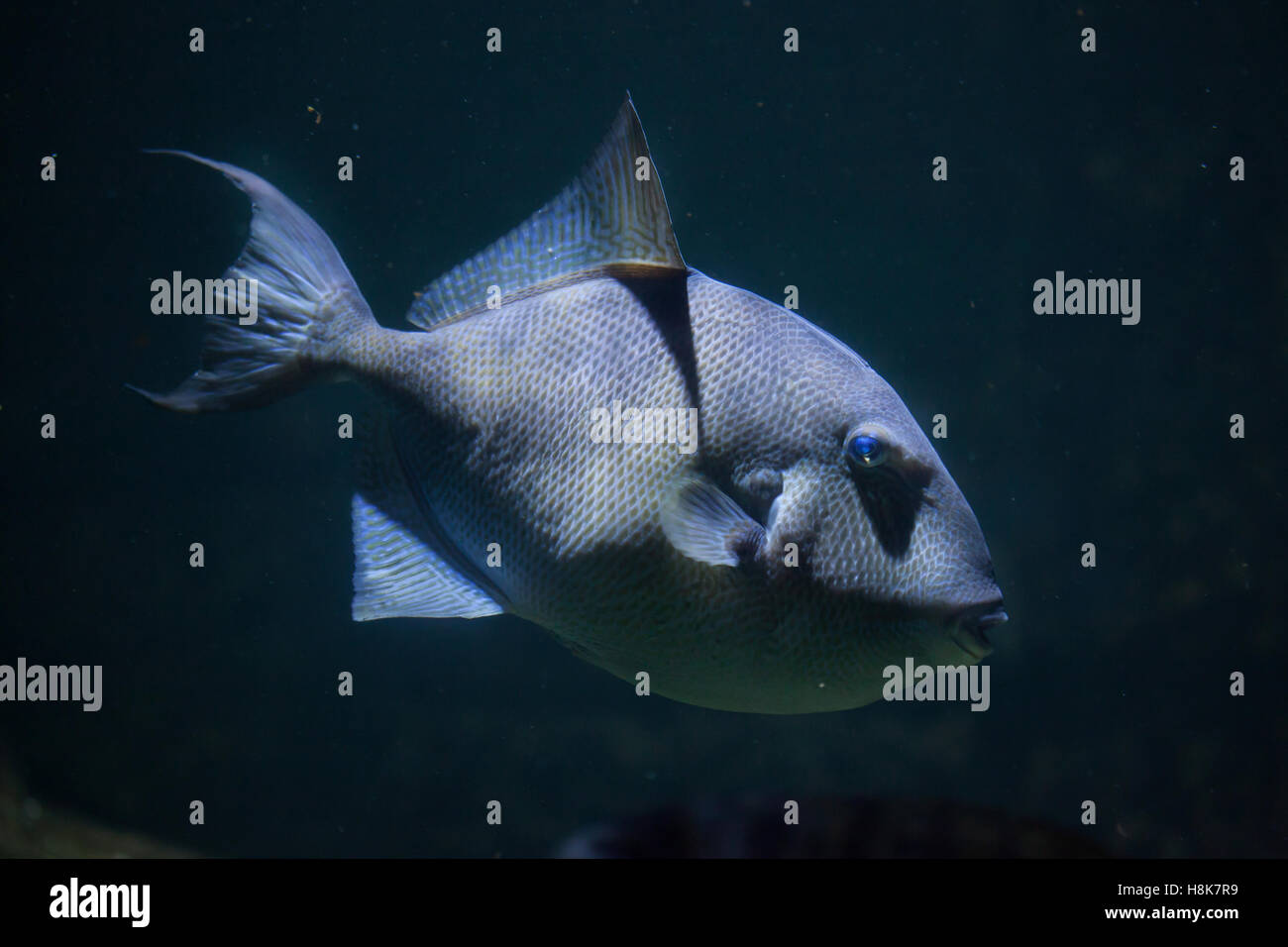 Grey triggerfish (Balistes capriscus). Marine fish. Stock Photo