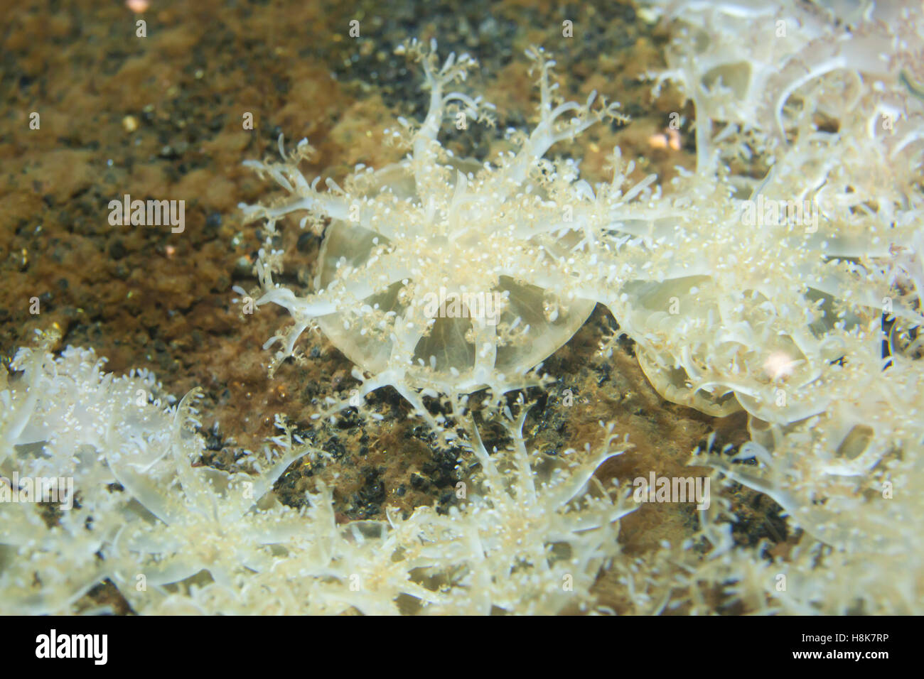 Upside-down jellyfish (Cassiopea andromeda). Sea animal Stock Photo - Alamy