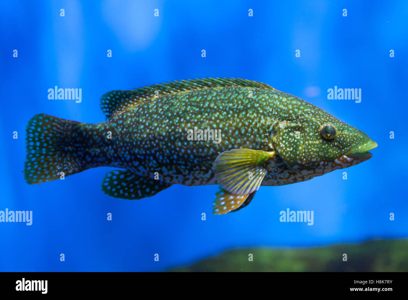Ballan wrasse (Labrus bergylta). Marine fish. Stock Photo