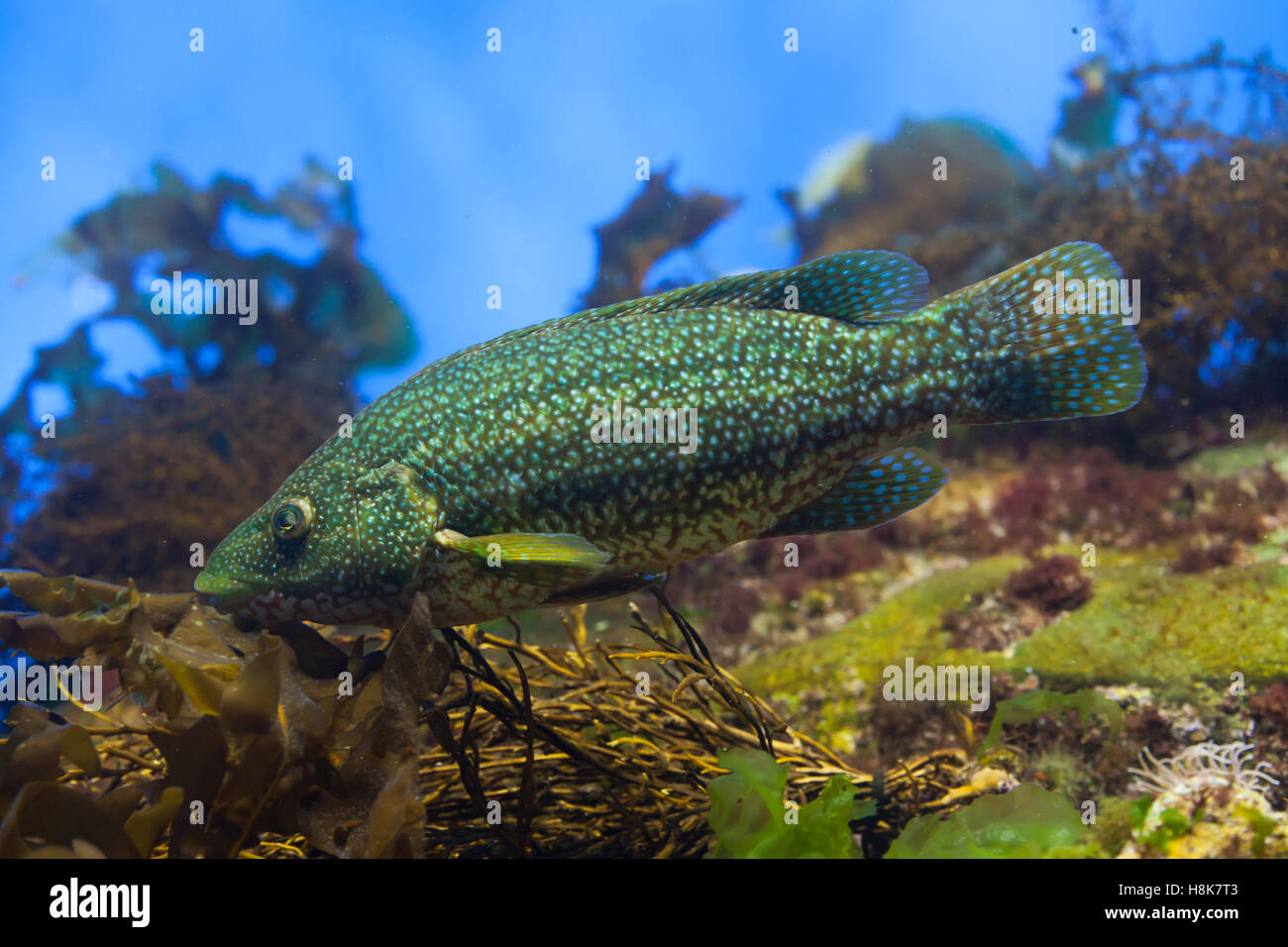 Ballan wrasse (Labrus bergylta). Marine fish. Stock Photo