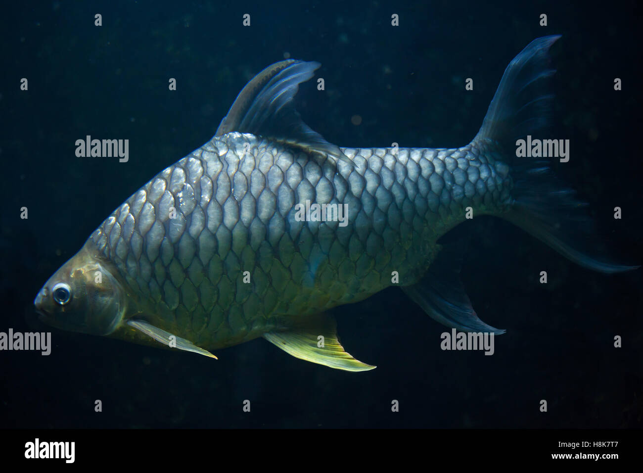 Java barb (Barbonymus gonionotus), also known as the silver barb. Stock Photo
