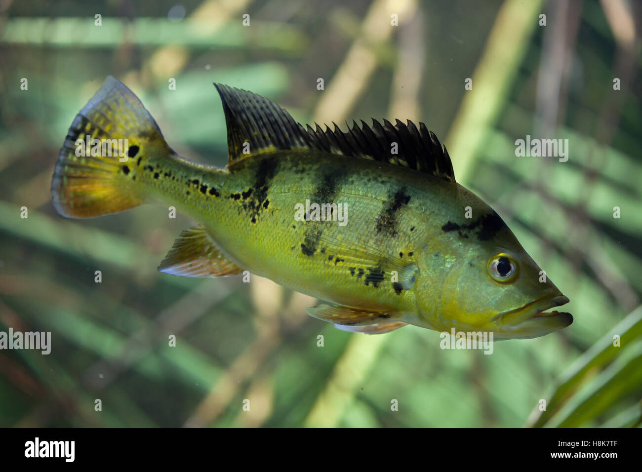Butterfly peacock bass (Cichla ocellaris). Stock Photo