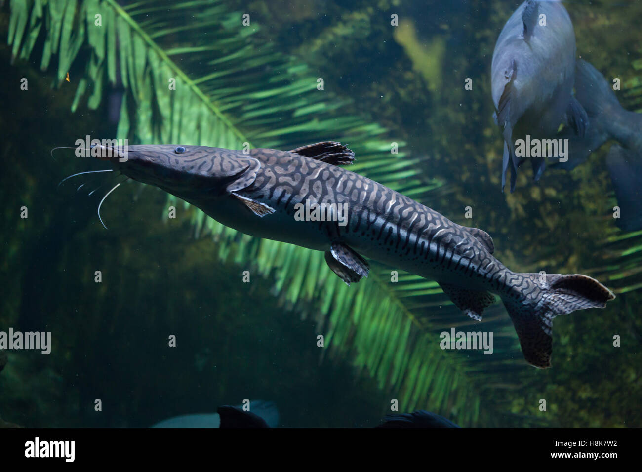 Tiger sorubim (Pseudoplatystoma tigrinum), also known as the tiger