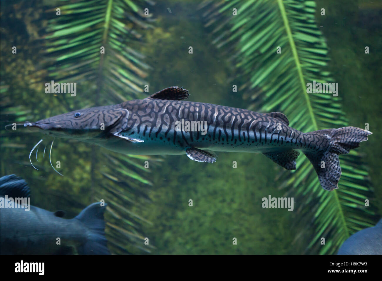 Tiger sorubim (Pseudoplatystoma tigrinum), also known as the tiger