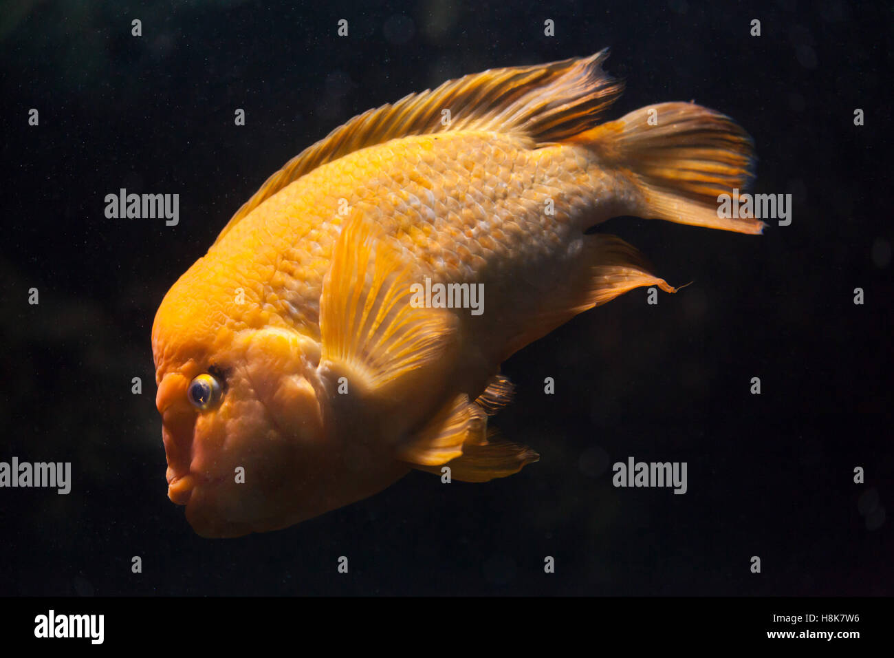 Midas cichlid (Amphilophus citrinellus). Freshwater fish. Stock Photo