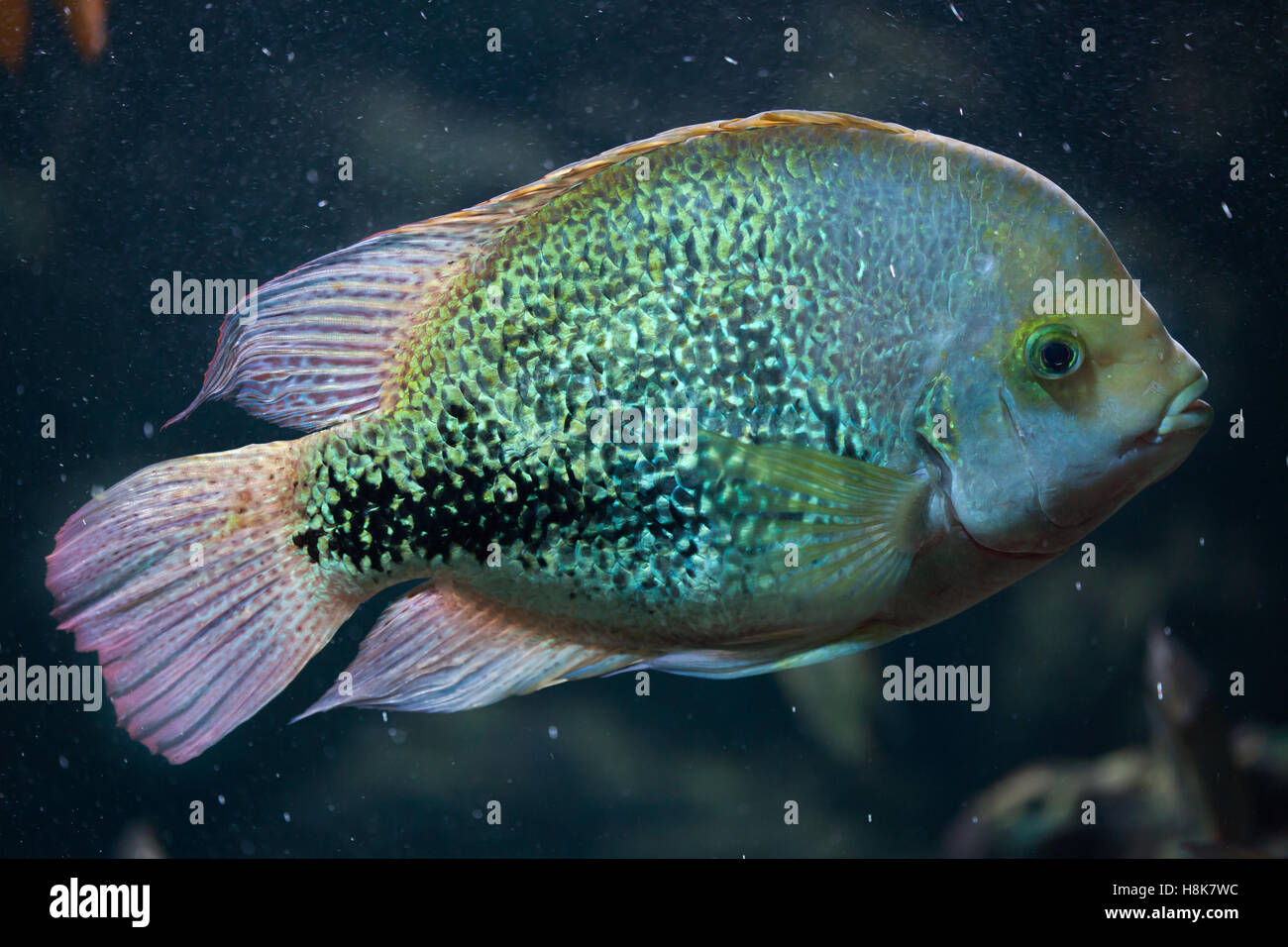 Oaxaca cichlid (Vieja zonata). Freshwater fish. Stock Photo