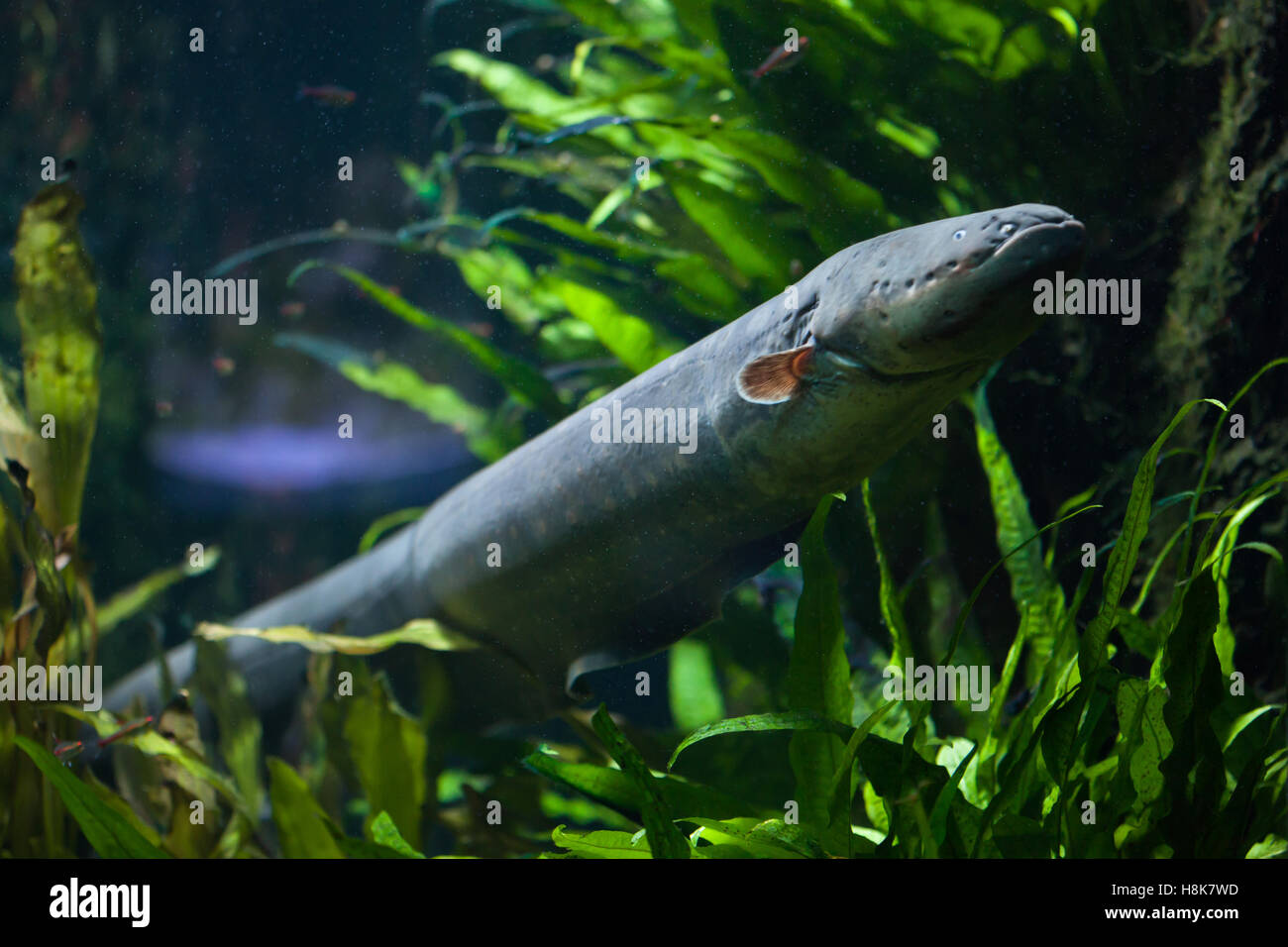 Electric eel (Electrophorus electricus). Freshwater fish. Stock Photo