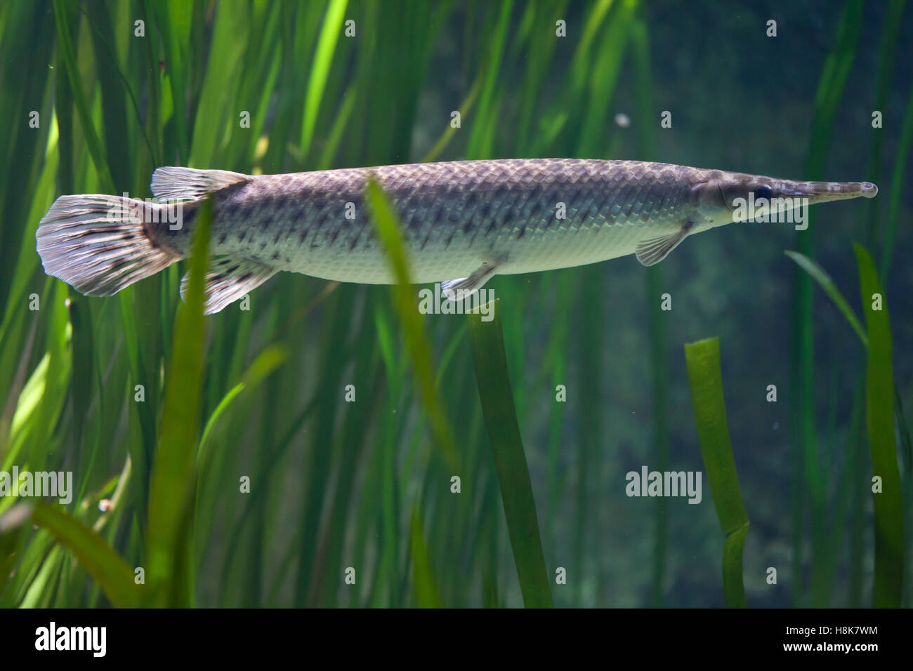 Spotted gar (Lepisosteus oculatus). Freshwater fish. Stock Photo