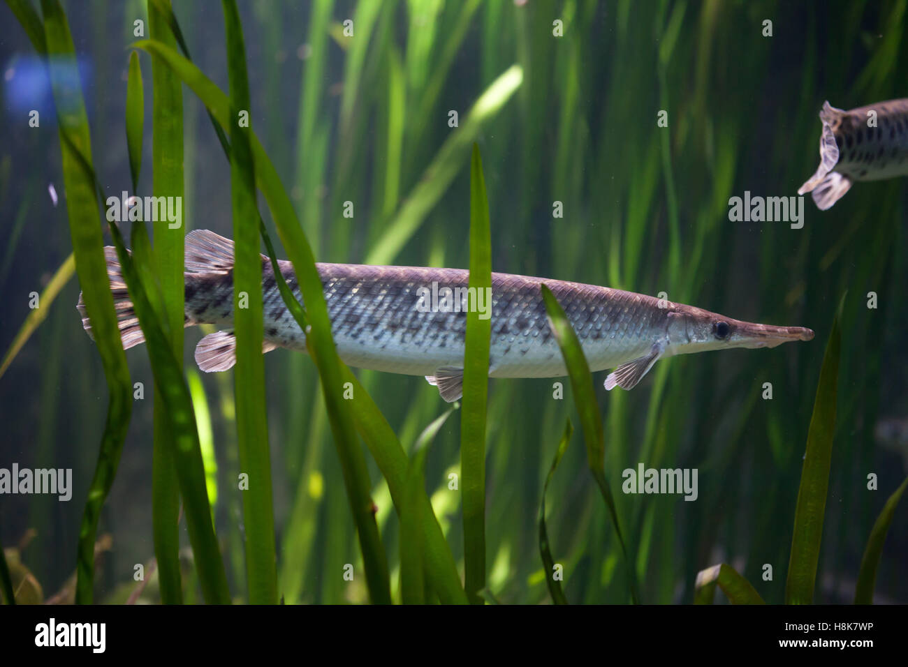 Spotted gar (Lepisosteus oculatus). Freshwater fish. Stock Photo