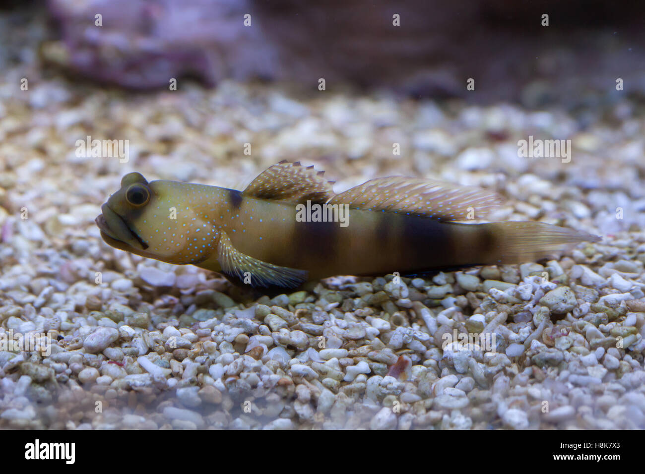 Bluespotted watchman goby (Cryptocentrus pavoninoides). Marine fish. Stock Photo