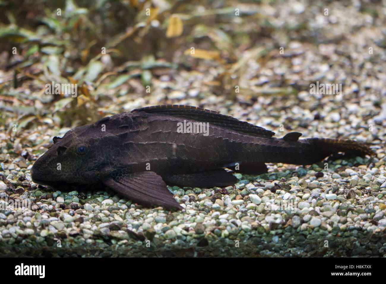 Adonis pleco (Acanthicus adonis). Freshwater fish. Stock Photo