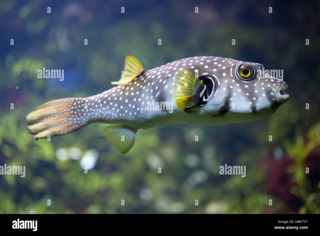 White-spotted puffer (Arothron hispidus). Marine fish. Stock Photo