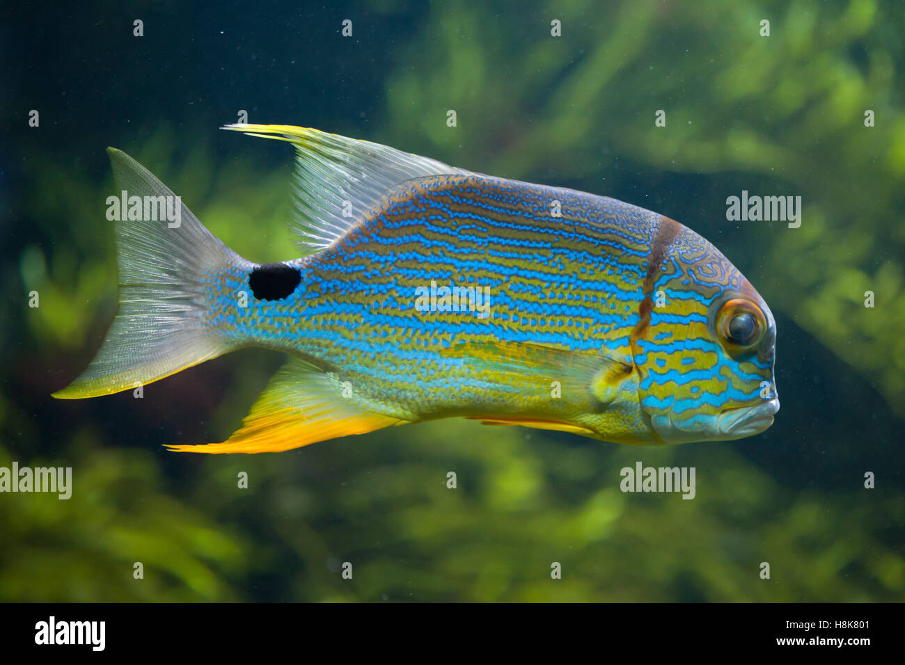 Sailfin snapper (Symphorichthys spilurus), also known as the blue-lined sea bream. Stock Photo