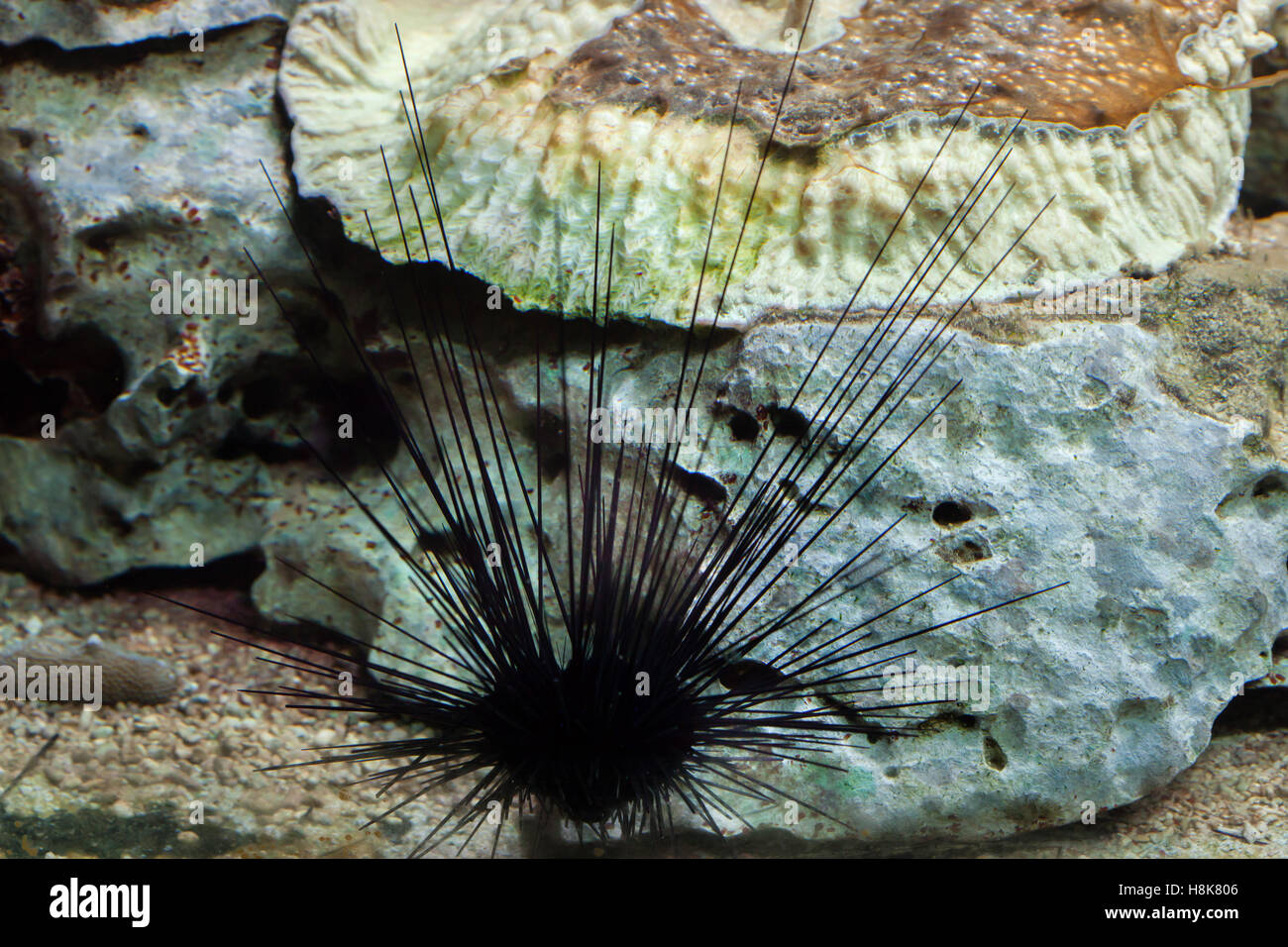 Long-spined sea urchin (Diadema setosum). Stock Photo