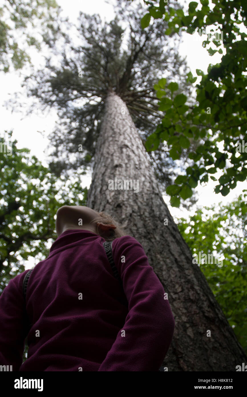 Tall fir tree hi-res stock photography and images - Alamy