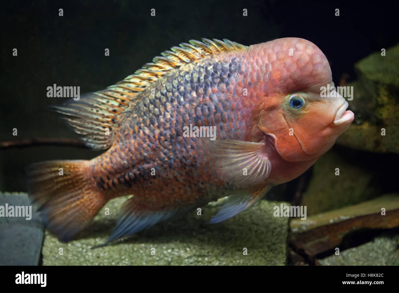 Quetzal cichlid (Paraneetroplus synspilus), also known as the redhead cichlid. Stock Photo