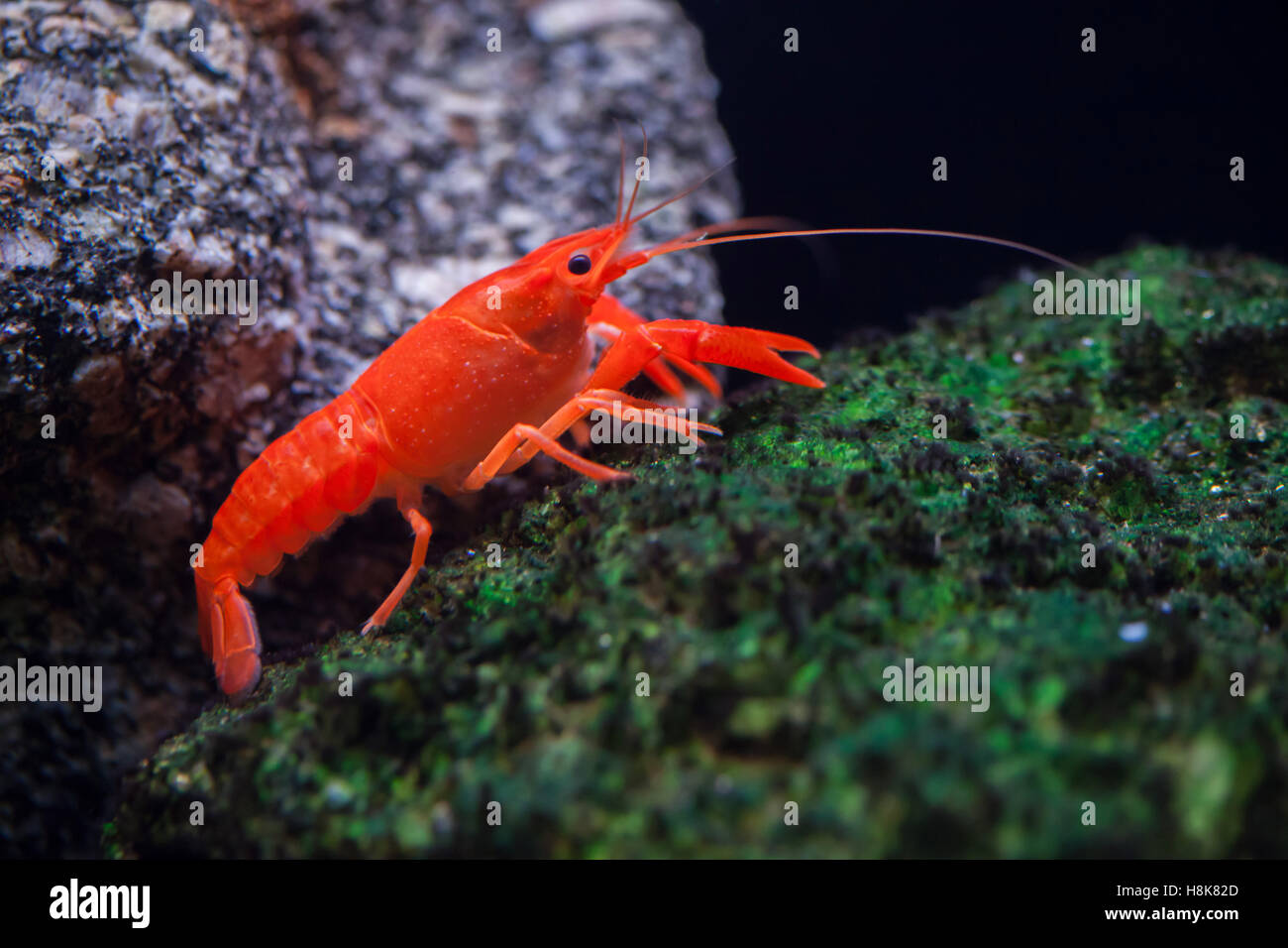 Red swamp crawfish (Procambarus clarkii), also known as the Louisiana crawfish. Stock Photo