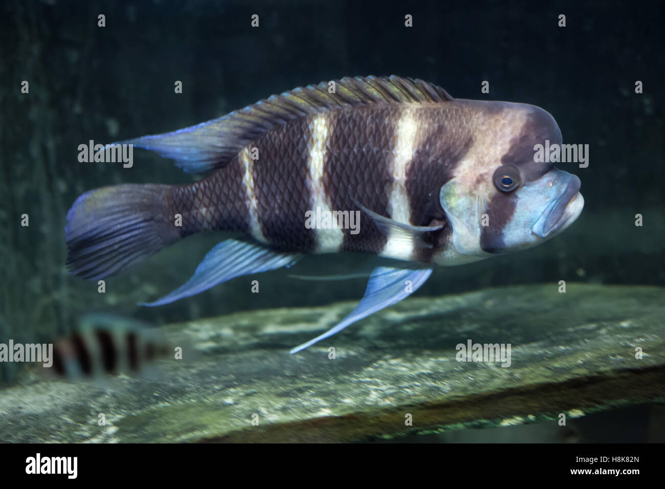 Frontosa (Cyphotilapia frontosa), also known as the humphead cichlid. Stock Photo