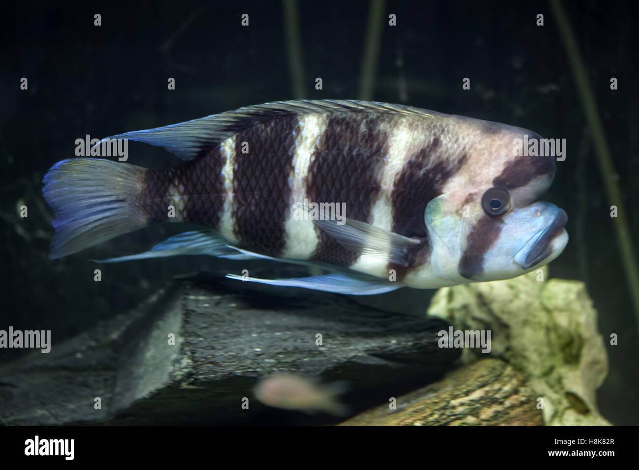 Frontosa (Cyphotilapia frontosa), also known as the humphead cichlid. Stock Photo