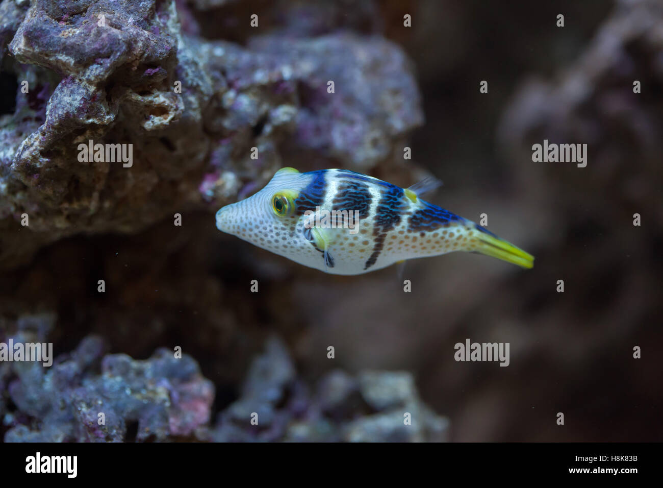 Valentinni's sharpnose puffer (Canthigaster valentini), also known as the saddled puffer. Stock Photo