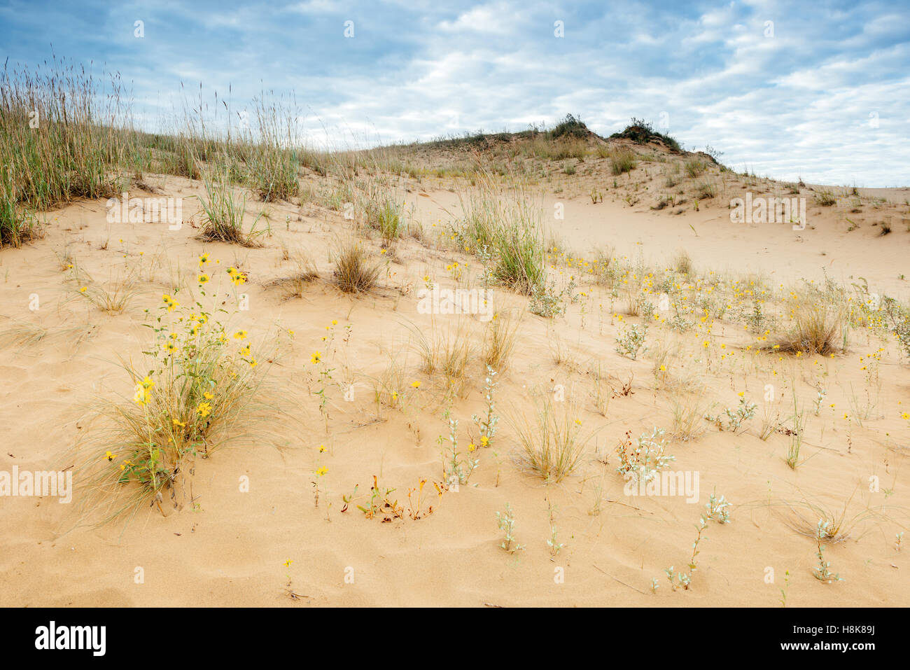 The Spirit Sands in Spruce Woods Provincial Park, Manitoba, Canada Stock Photo