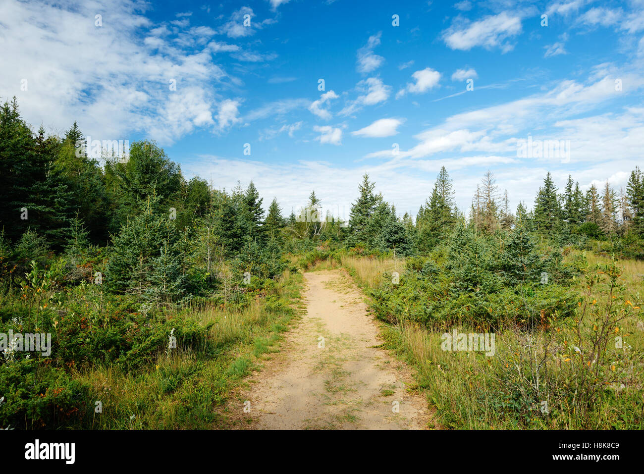 A hiking & biking trail in Spruce Woods Provincial Park, Manitoba, Canada Stock Photo