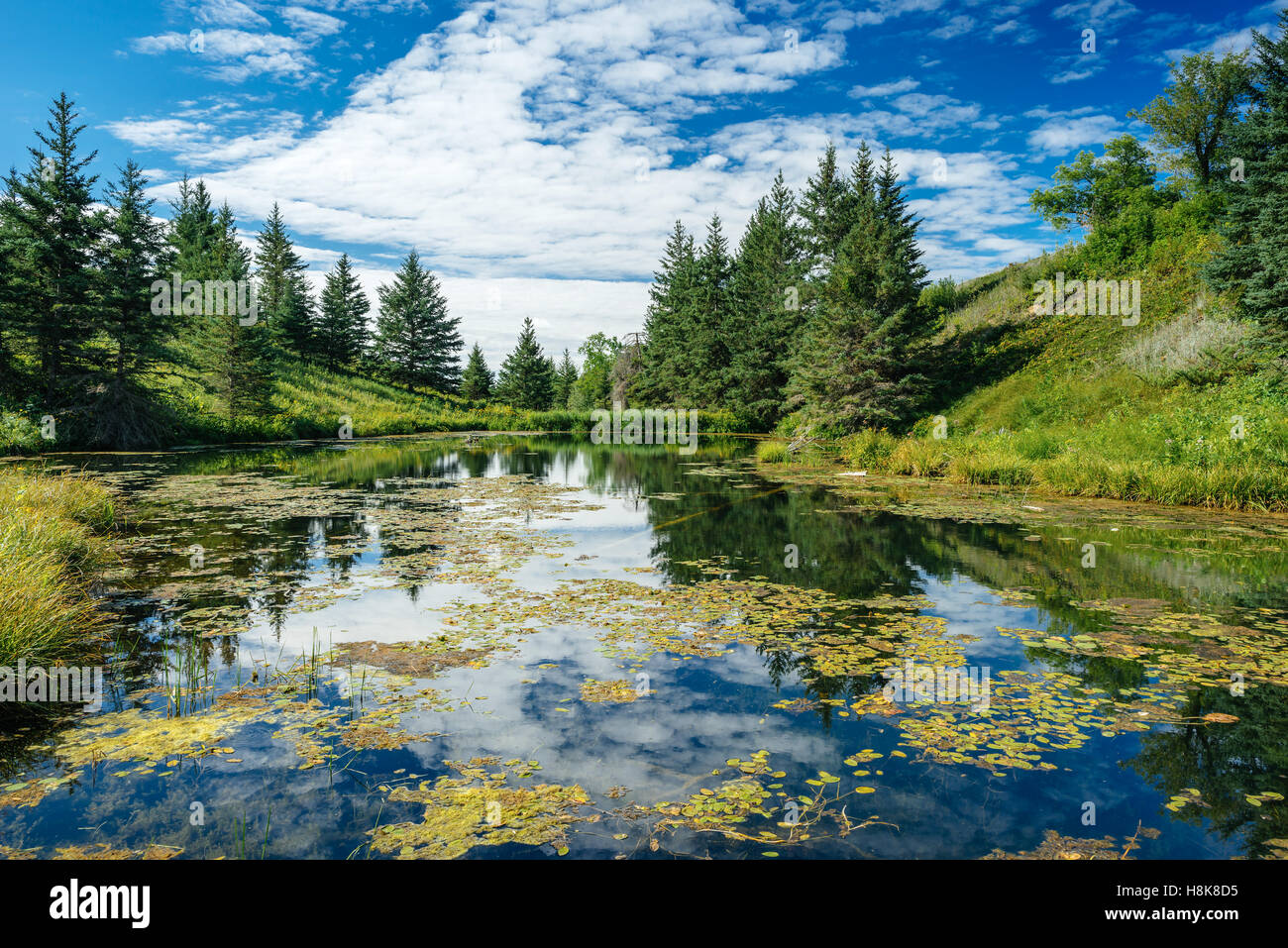The Devil's Punch Bowl, a pond in Spruce Woods Provincial Park, Manitoba, Canada Stock Photo
