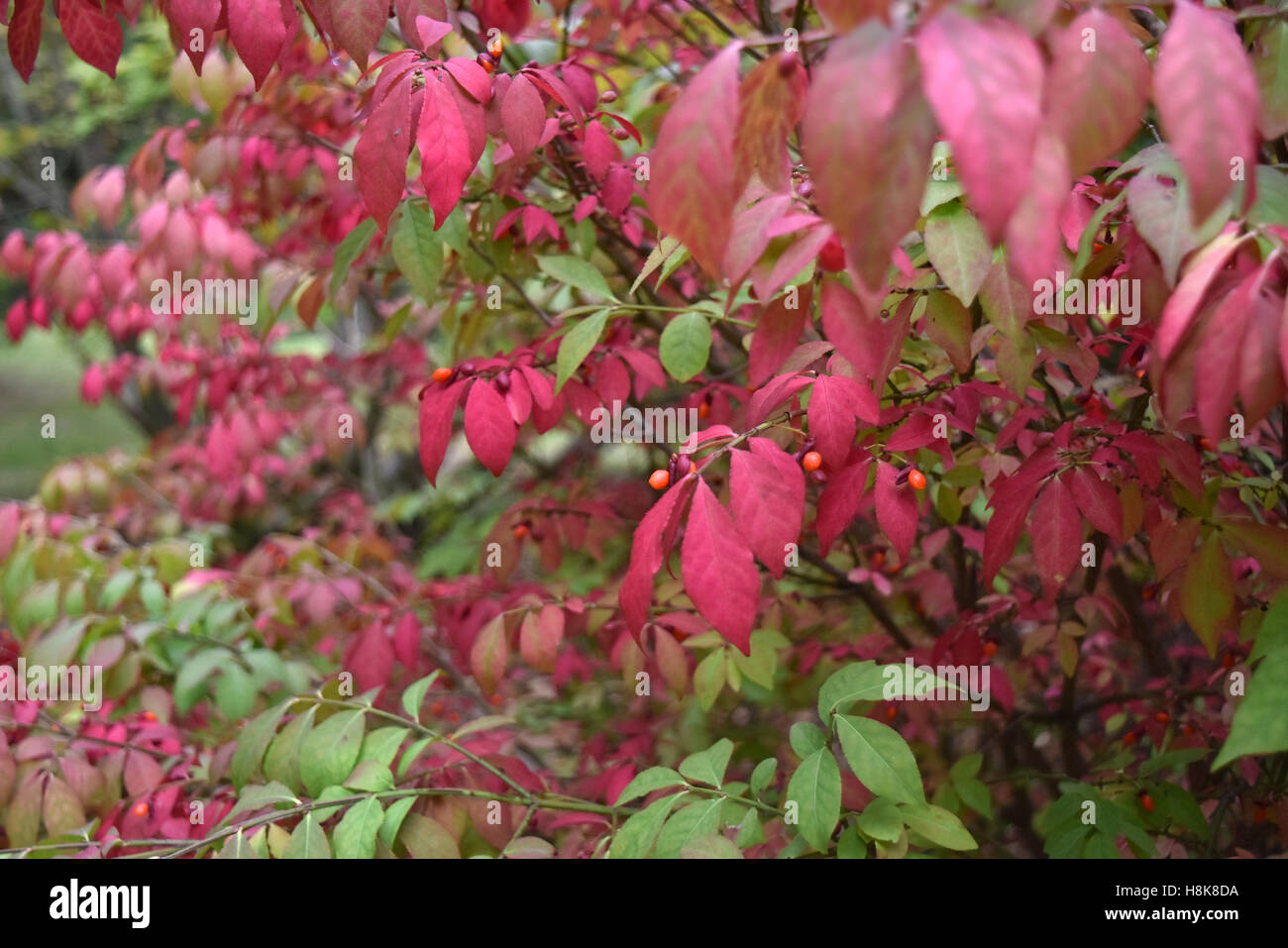 Autumn red leaves background hi-res stock photography and images - Alamy