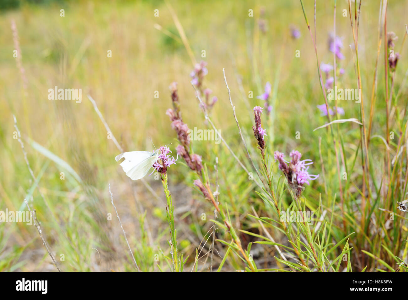A butterfly perches on a flowering prairie plant in Spruce Woods Provincial Park, Manitoba, Canada Stock Photo