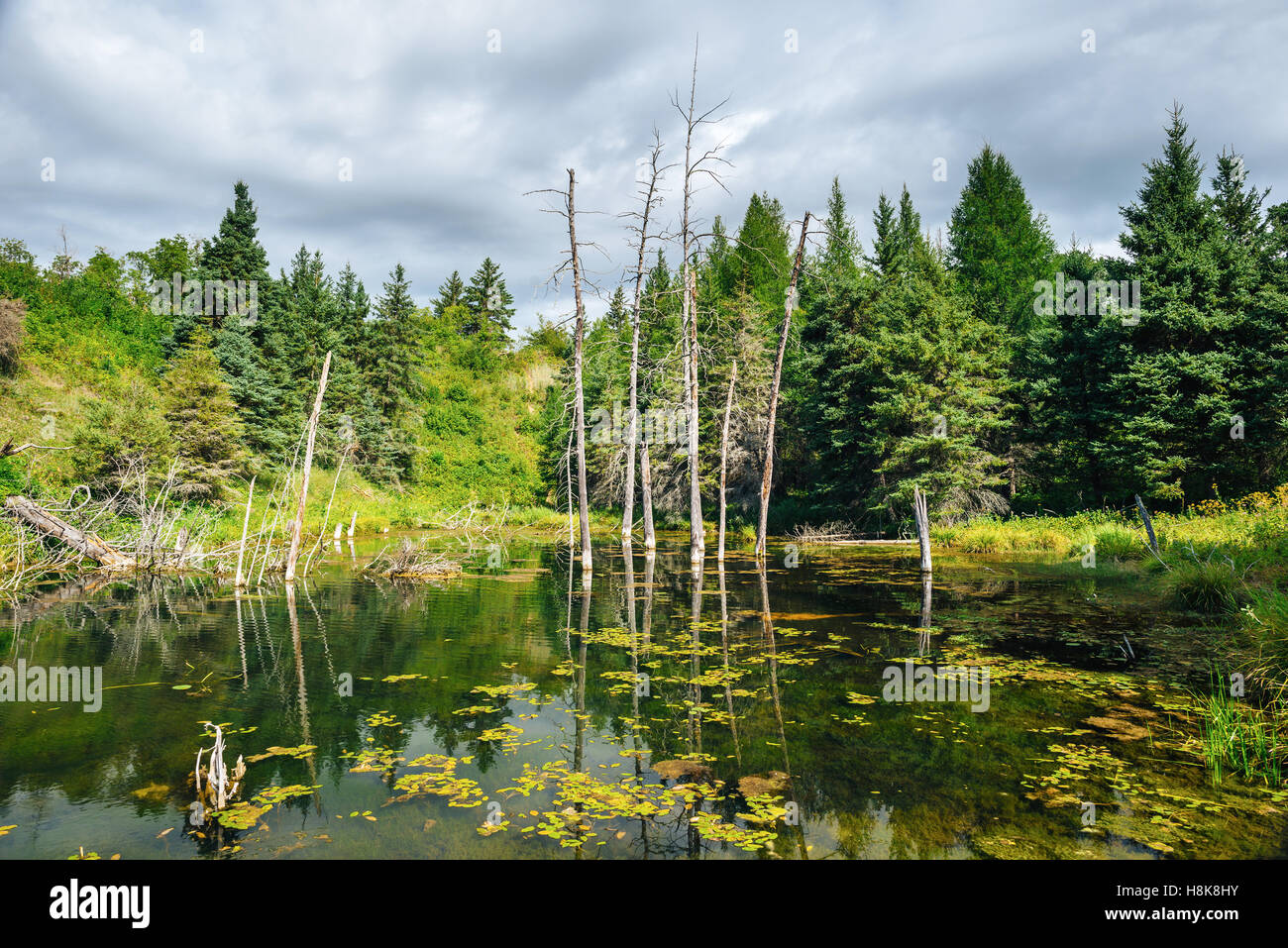 The Devil's Punch Bowl, a pond in Spruce Woods Provincial Park, Manitoba, Canada Stock Photo