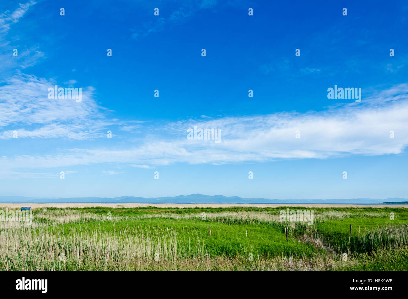 Green grass plant in South Quebec, Canada Stock Photo