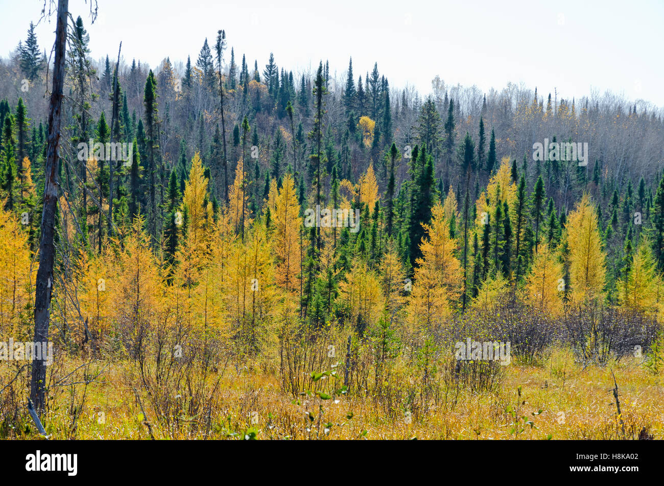 Northern Ontario Forest in Autumn time Stock Photo