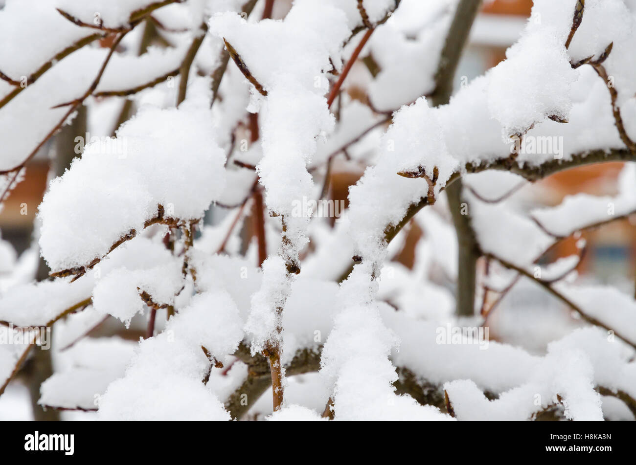 Trees fully covered by snow in winter day near backyard Stock Photo