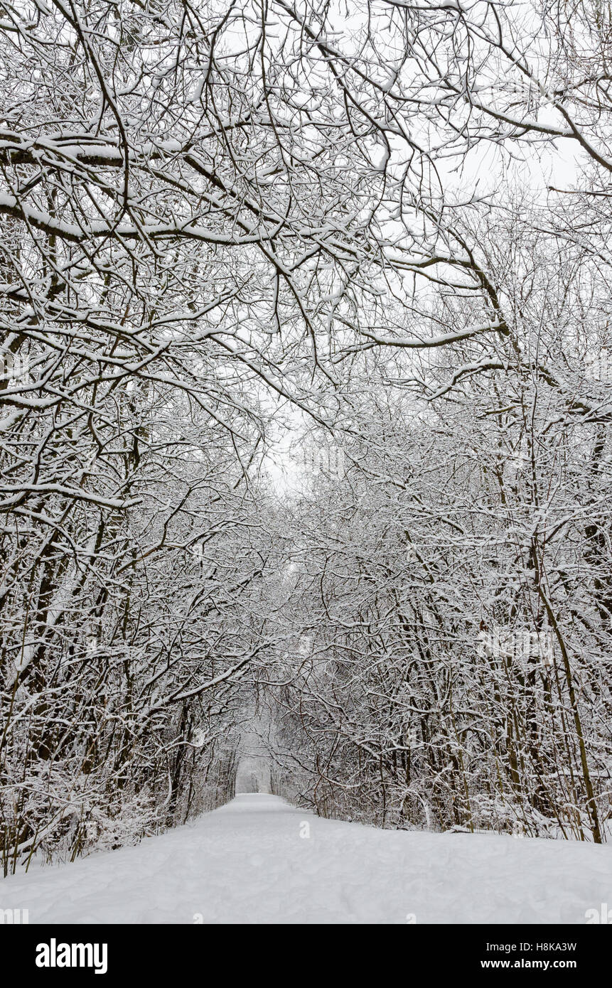 Trees covered by snow around forest walkway in winter time Stock Photo