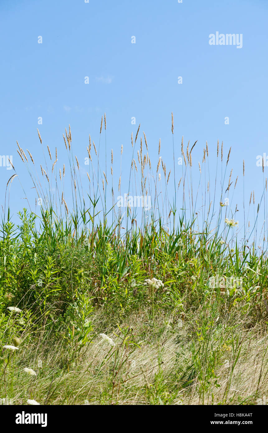 Dry brown grass on Ontario field on blue sky background Stock Photo Alamy