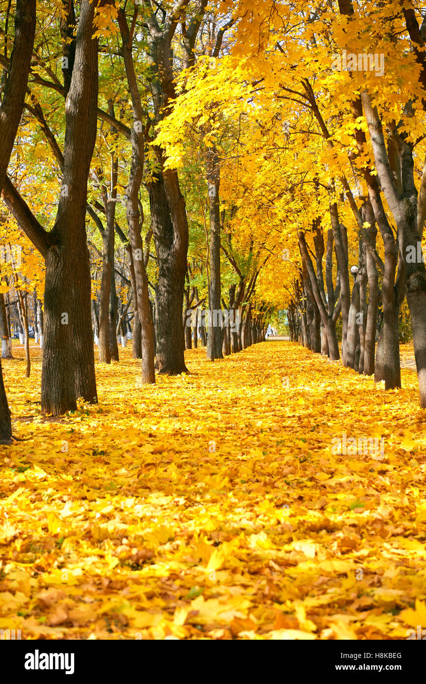 city park at autumn season, trees in a row with fallen yellow leaves ...