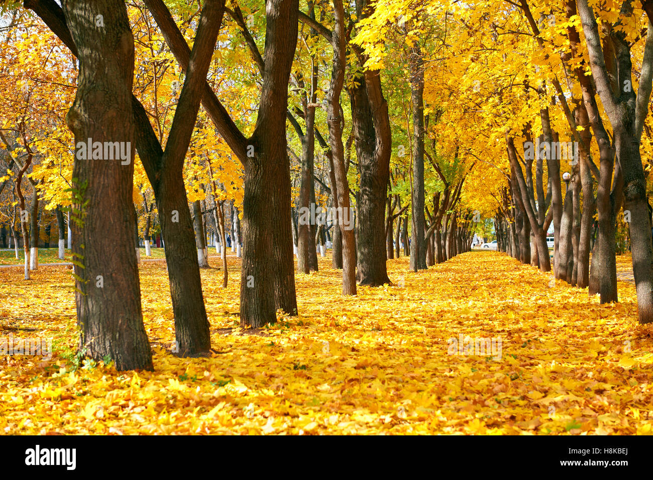 city park at autumn season, trees in a row with fallen yellow leaves ...