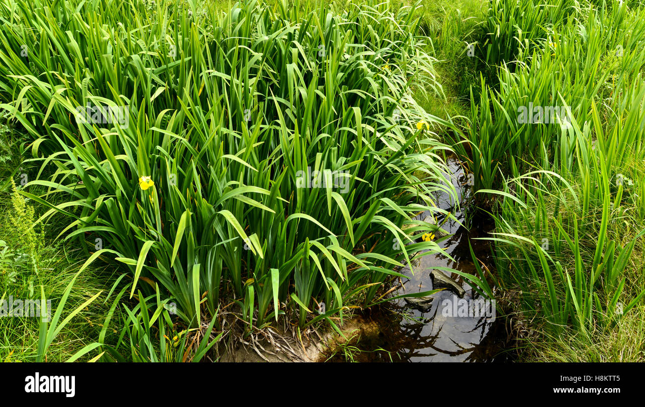 Yellow Flag Iris (Iris pseudacorus) - Bosta, Great Bernera, Isle of Lewis Stock Photo