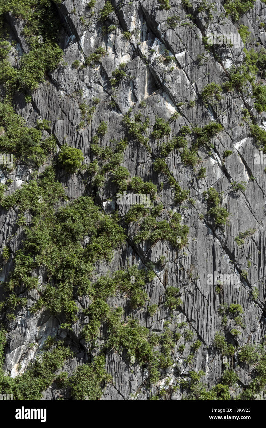 Vegetation growing  in the crevices in the limestone karts formations, Ha Long Bay, north Vietnam Stock Photo