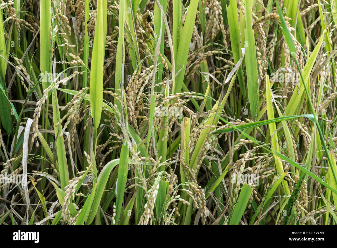 Ripe rice waiting for harvest, horizontal, Ta Van valley, Sa Pa, north Vietnam Stock Photo
