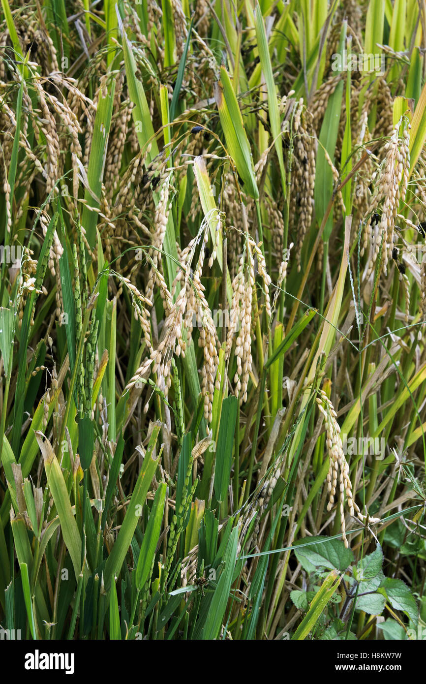 Ripe rice waiting for harvest, vertical, Ta Van valley, Sa Pa, north Vietnam Stock Photo